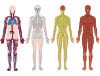 Anatomy